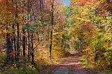 Autumn Backroad_23262